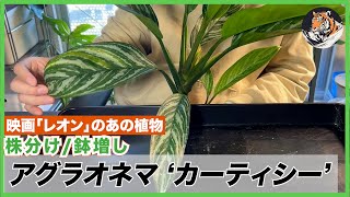 【アグラオネマ】映画「レオン」のアノの植物!!ニティドゥム・カーティシーの株分け、鉢増し