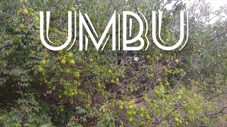 Umbú a fruta símbolo do nordeste