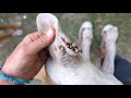 For the Love of Dogs vs. Ticks! For the Love of Dogs vs. Ticks!