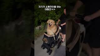 좀 많이 크지만 소형견이고픈 리트리버ㅋㅋ