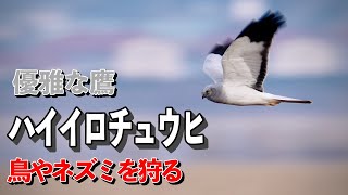 【ハイイロチュウヒ】小鳥やネズミを狙って急旋回と急降下！葦原を飛び回る[Hen Harrier]