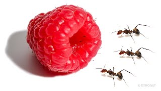 Ants vs Raspberry Timelapse