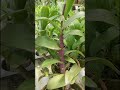 anggrek dendrobium mangosteen warna bunga merah pekat batang gelap dan daun tebal