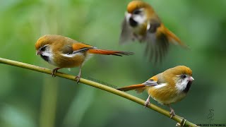 CHIM KHƯỚU MỎ DẸT VÀNG | Golden parrotbill | Suthora verreauxi 4K