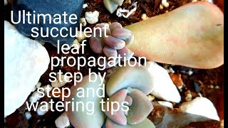 #53 Succulent leaf propagation step by step and watering tips at different stages of growth!