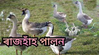 ৰাজ হাঁহ পালন । Duck farming in Assam