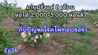 ห่อฝรั่งกิมจูอายุ 8 เดือน 1 อาทิตย์ ทะลุ 2,000-3,000 ห่อ และดูอาการฝรั่งที่ติดโรคไฟทอปธอร่า