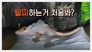 도마뱀 탈피 이렇게 하는거였어? | ※ 귀여움 주의 ※ [크레스티드게코]