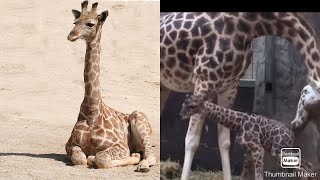 குழந்தை ஒட்டகச்சிவிங்கி வைரல் வீடியோ /The baby giraffe