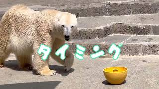 賢いユキだからタイミングさえ掴めばなんのその♡浜松市動物園のホッキョクグマʕ•ᴥ•ʔ