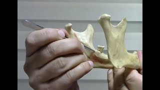 Mandible