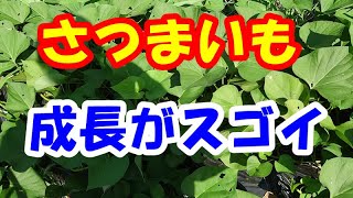 【家庭菜園】さつまいもの成長がスゴイです。