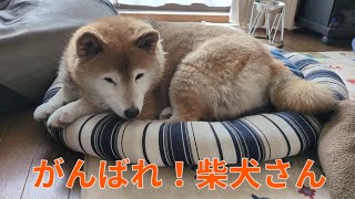 【919】動物病院で検査してきました