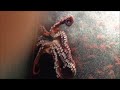 吸盤！タコの移動を裏から見た動画 very fearful octopus （enteroctopus dofleini）