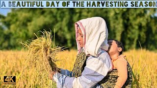 মাতে পকা ধানে ৰিঙীয়াই | A beautiful day of the harvesting season to reap our golden paddy fields |