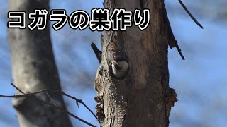 巣穴を掘るコガラのペア(nesting Willow tit)