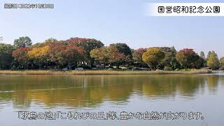 国営昭和記念公園　東京都立川市