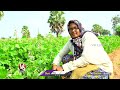 farmer earns huge profits with broad beans chikkudukaya cultivation madugula v6 life