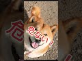 レオくん５年前に予言していた❗ 柴犬さん 柴犬 柴犬レオ 柴犬大好き