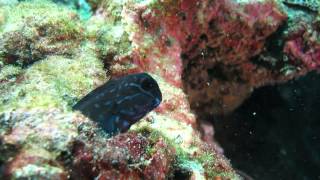 Hemei School, Northeast Coast, Taiwan 台灣, 東北角, 和美國小 - Bicolor blenny 雙色異齒鳚