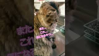 キッチン大好きクララさん🎵つねにおるよねぇ～キッチン！#cat #猫のいる暮らし #shorts