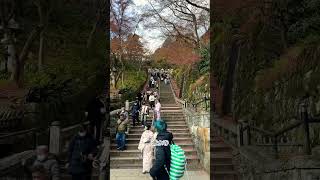 京都旅行16 #京都 #日本 #大阪 #旅行 #関西 #清水寺 #秋 #japantravel #shortvideo #shorts #紅葉 #fall #kyoto #교토 #일본 #일본여행