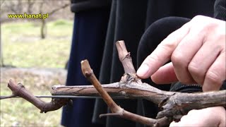 Pokaz cięcia winorośli w Winnicy Św. Jakuba - dr Janusz Suszyna