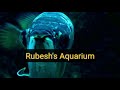 10 difference between asian arowana fish and silver arowana fish in tamil rubesh s aquarium