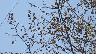 2023年4月3日の野鳥、ウグイス