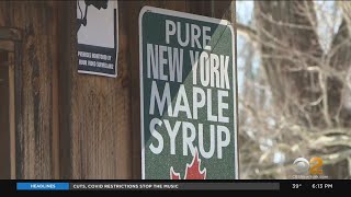 Near-Perfect Weather Gets Sap Flowing At Closest Maple Syrup Producer To New York City