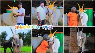 முத்தம்பட்டி சந்து ❤ Muthambatti Chandhu Bull Mass Video ❣️DSLR Camera Video 📸