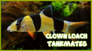 Tankmates of Clown Loach Fish