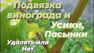 нужно удалять пасынки усики или можно оставить?!