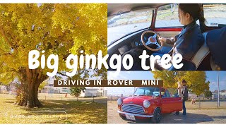 【ローバーミニ】娘とMINIでイチョウ見に行ってきた♪🍂classic mini