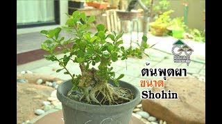 Gu Bonsai Workshop : ต้นพุดผา ขนาดShohin