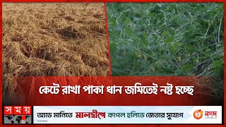 কেটে রাখা পাকা ধান জমিতেই নষ্ট হচ্ছে | Rainy Day | Paddy Crop | Agriculture | Somoy TV