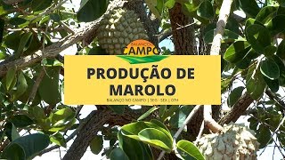 Produção de marolo move economia em Paraguaçu no Sul de Minas