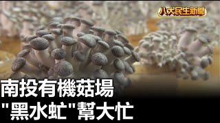 南投有機菇場 「黑水虻」幫大忙 |【民生八方事】| 2023062405 @gtvnews27