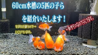 【金魚】3か所で管理している水槽の紹介①