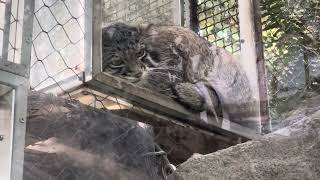 Pallas's cat ジャストフィットな仔が〜　アズちゃん家の仔マヌルたち　マヌルネコ　神戸どうぶつ王国にて　2024年12月27日