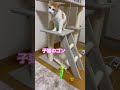 子猫ちゃん達を引き取って２日目😊だいぶ慣れてきた雄猫ゴンちゃん💕メス猫メイちゃんはまだ時間かかるかな😊