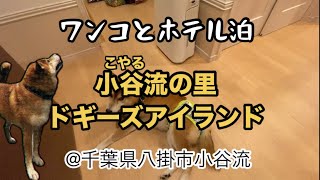 ワンコとホテル泊 小谷流の里 ドギーズアイランド　千葉県八掛市小谷流 #柴犬 #dog #ちきんリサーチ #ペット同伴 #ペット可ホテル