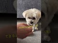 ベルでおねだりできるかな？①　 マルポメ マルチーズ ポメラニアン 犬のいる暮らし