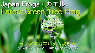 モリアオガエル♂   鳴き声 / Forest Green Tree Frog