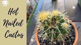 Hot-Nailed Cactus, an Update | Unconventional Way to Propagate a Cactus