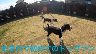 【イングリッシュスプリンガースパニエル】生まれて初めてのドッグラン