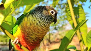 Cute bird video : Green cheek conure in the forest Birds are singing to find a mate.