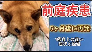 【前庭疾患】5ヶ月後に再発しました。1回目より重症で辛そうに感じた症状の違いと経過