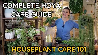 HOYA CARE Wax Plant- Hoya Watering, Lighting, Blooms, Repot, Soil, Fertilizing -