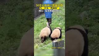 熊貓搖！飼養員和兩隻熊貓賽跑，萌翻在場遊客！